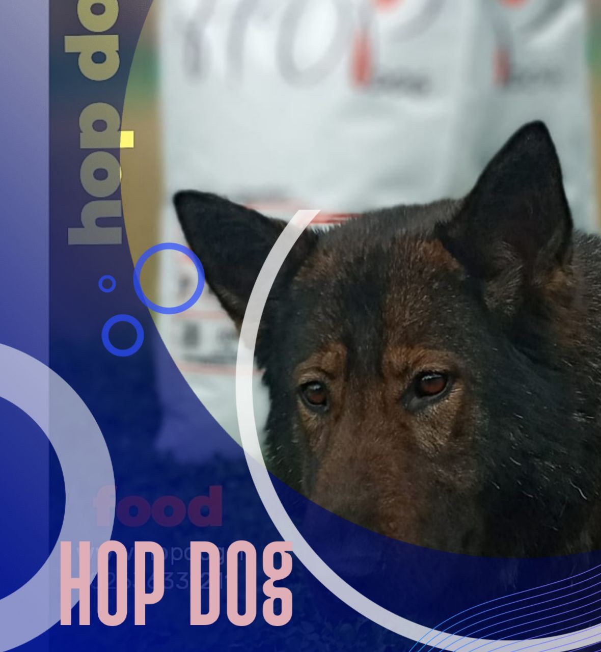 غذا سگ غذای خشک سگ hopdog هاپ داگ غذای ویژه سگ ها 