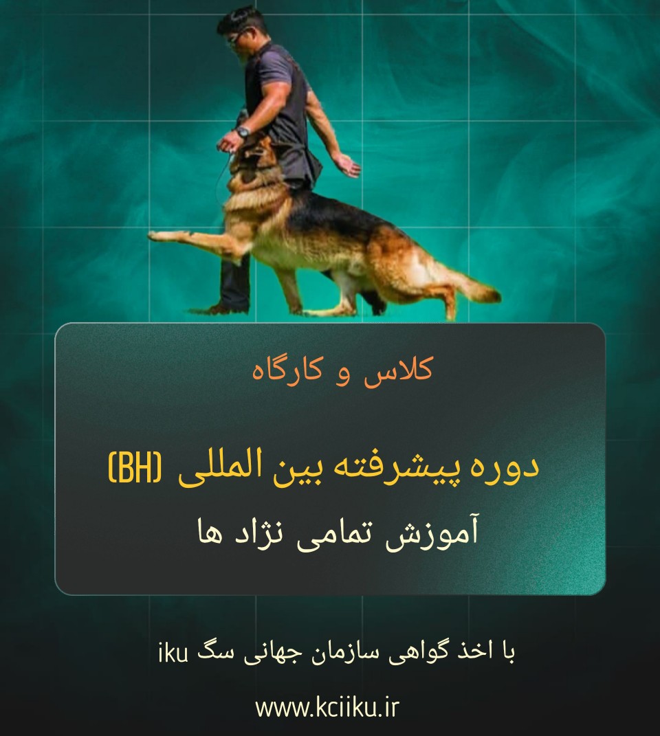 مربی سگ bh کلاس مربیگری سگ kci 09120373239  02636331211