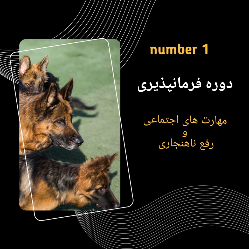 کلاس مربیگری سگ اموزش مربی سگ