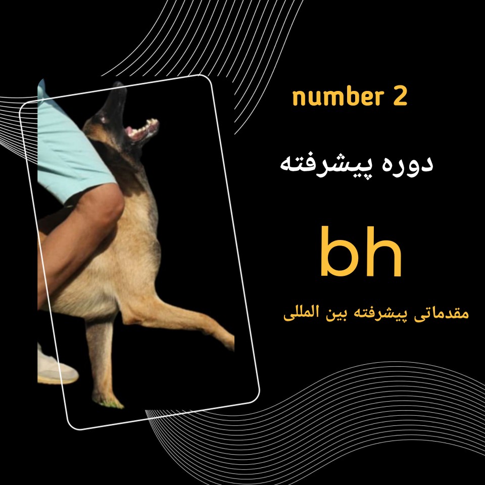 کلاس مربیگری سگ آموزش مربی سگ