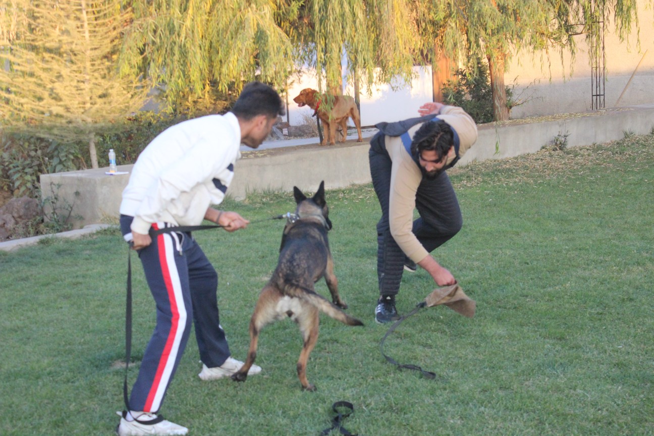 مربی سگ گارد 