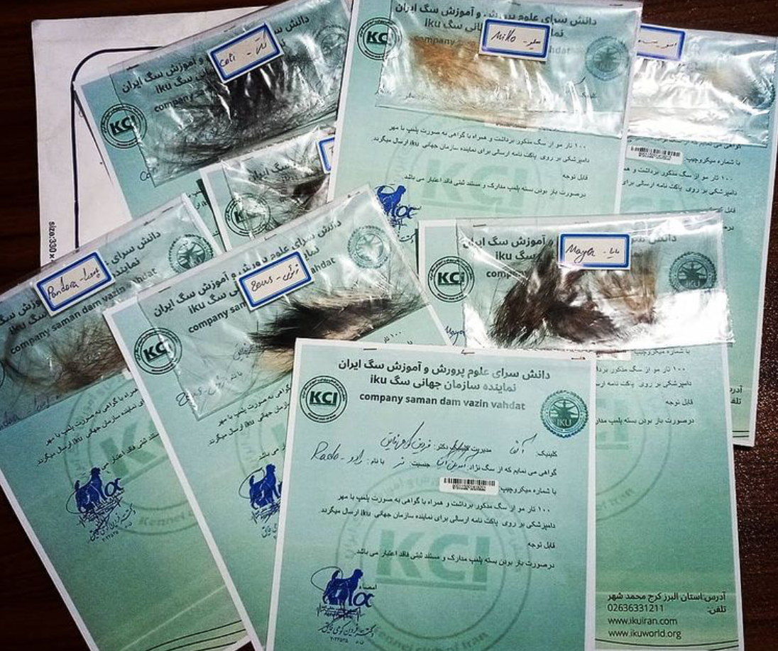 ميكروچيپ چيست و اهميت ان در اصول نصب و شجره نامه سگ چگونه است ؟ 