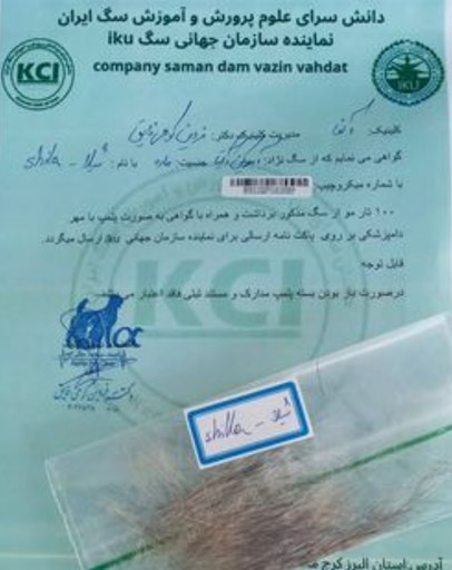 ميكروچيپ چيست و اهميت ان در اصول نصب و شجره نامه سگ چگونه است ؟ ميكروچيپ چيست و اهميت ان در اصول نصب و شجره نامه سگ چگونه است ؟