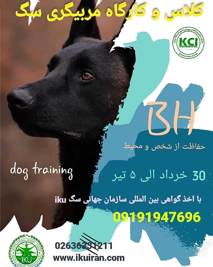 آموزش سگ را تخصصی در کلاس و کارگاه kci  فرا بگیرید .
