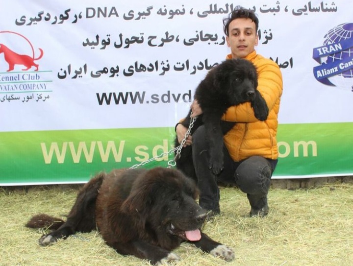 سگ های سرابی و قهدریجانی شجره نامه ملی با آزمایشات dna  دریافت می کنند .