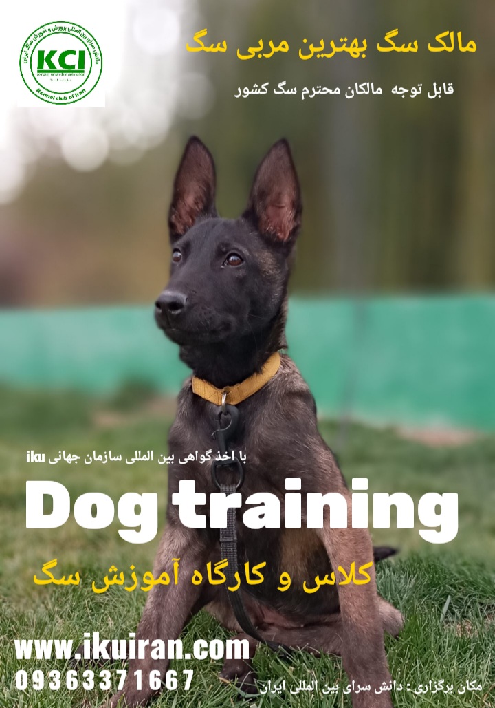 آموزش سگ/مربیگری سگ/مدرک بین المللی /اغاز ثبت نام 