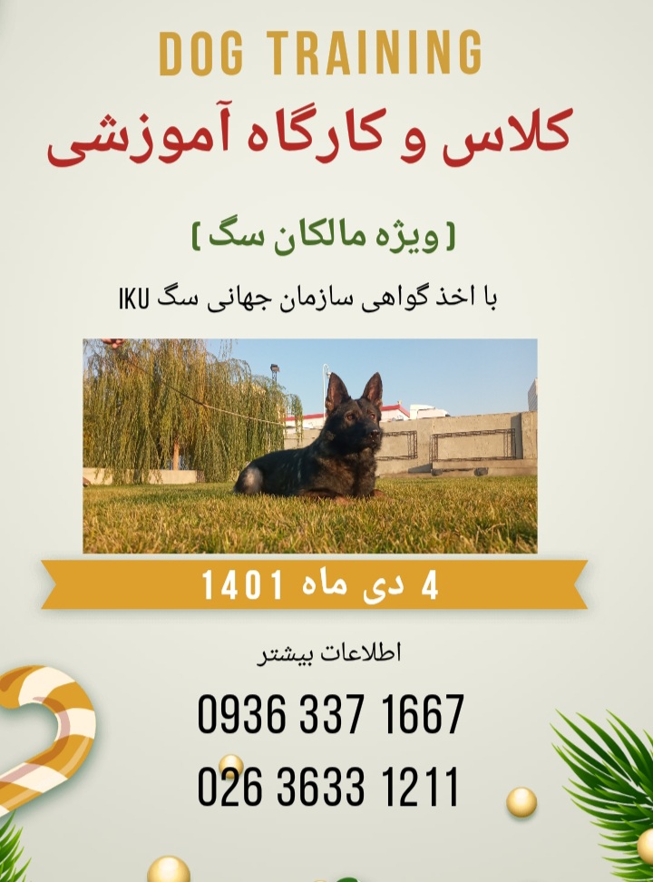 کلاس و کارگاه آموزش سگ و نحوه مربیگری با اخذ گواهی سازمان جهانی سگ 